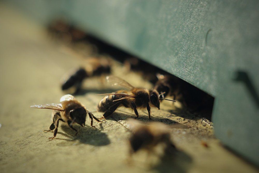 Медоносные пчелы