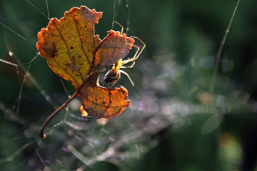 Лесной житель