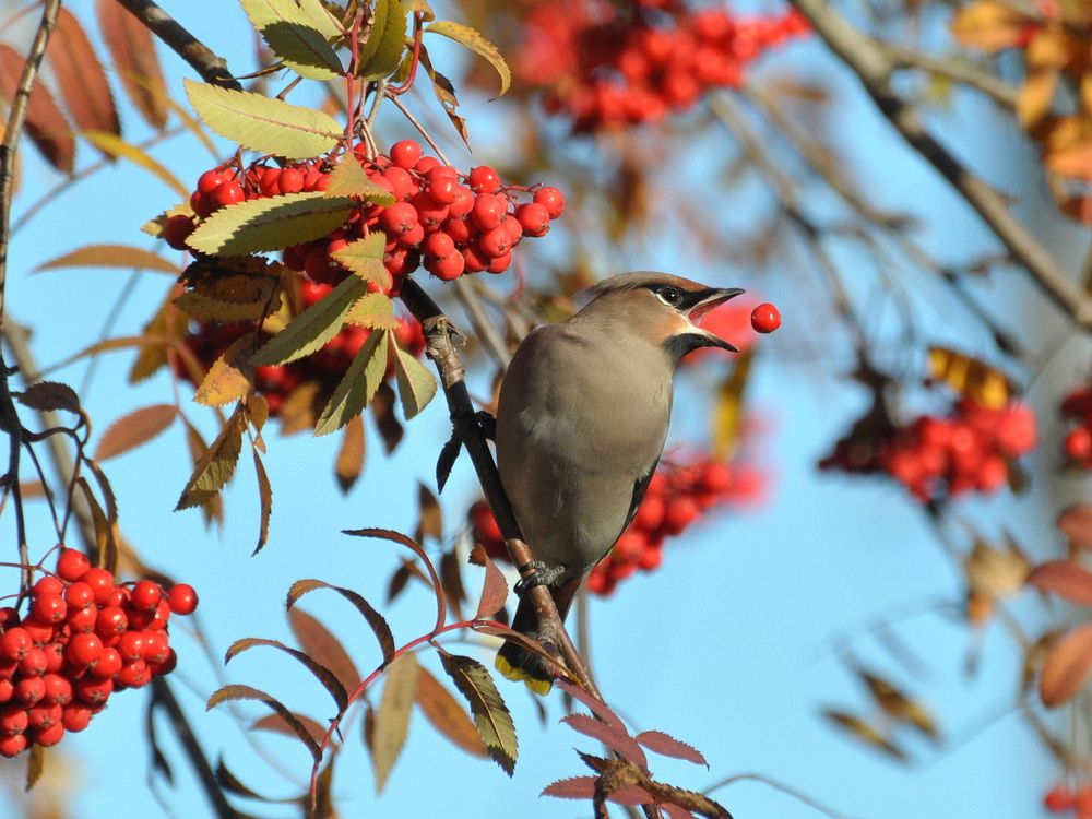Свиристельино счастье