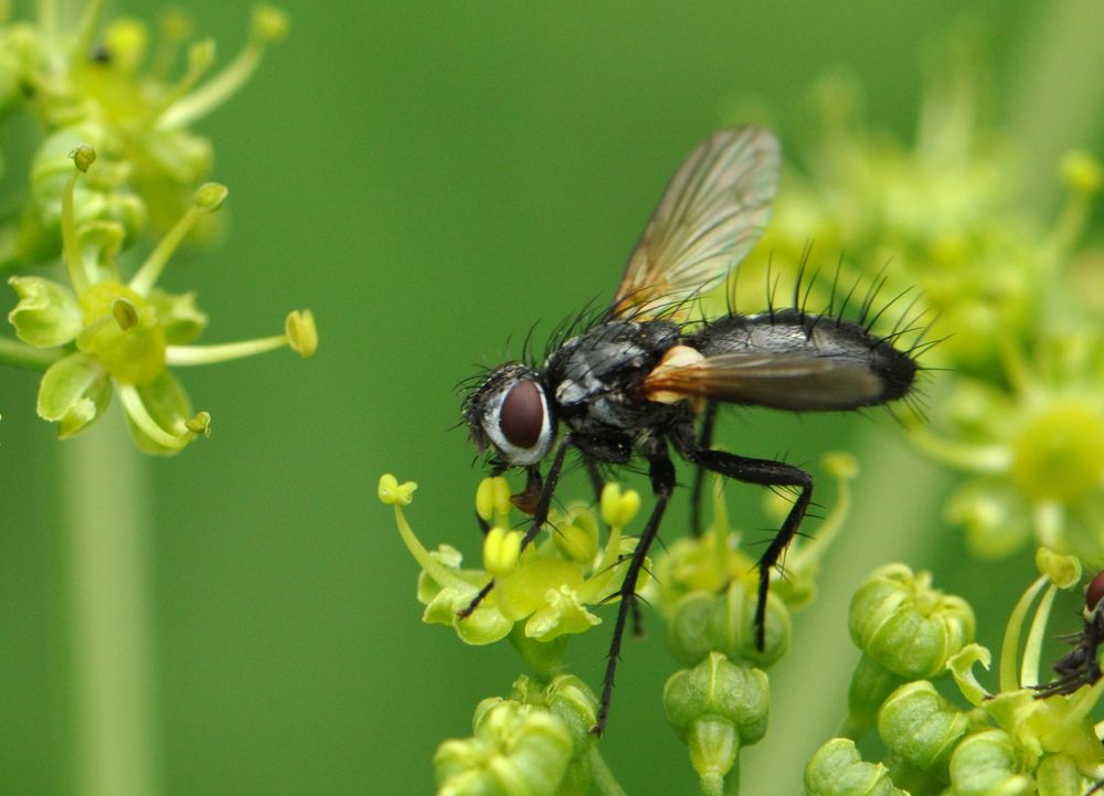Косматая муха