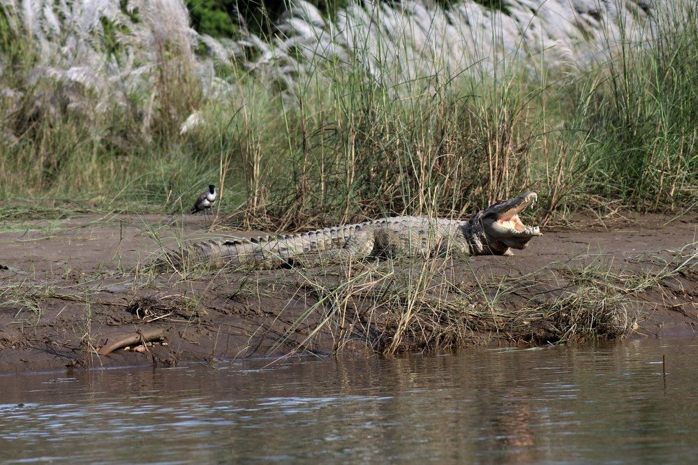 ловись птичка большая и маленькая