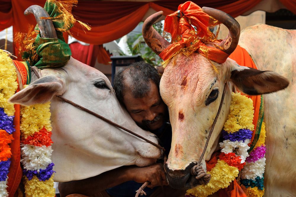 Cow festival( Pola festival )
