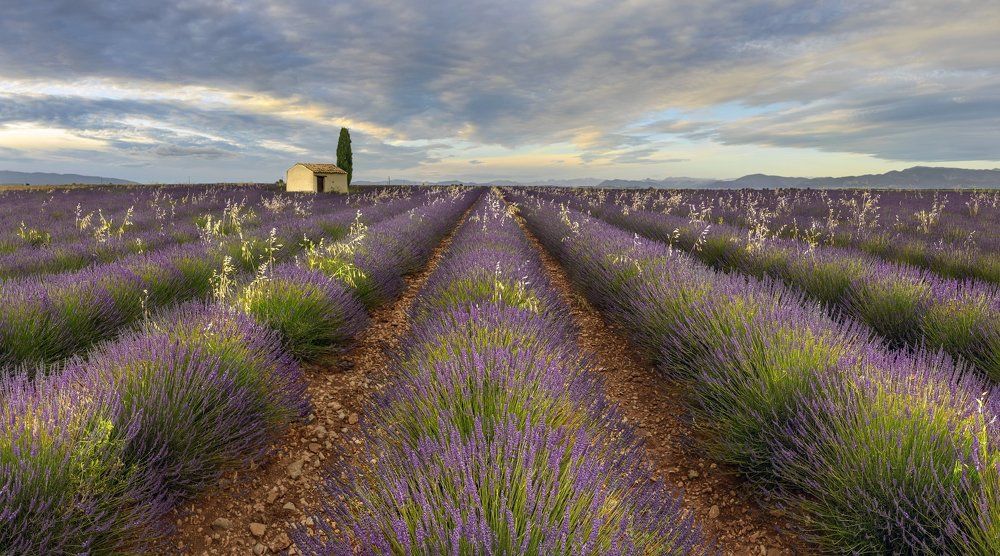 Домик с кипарисом