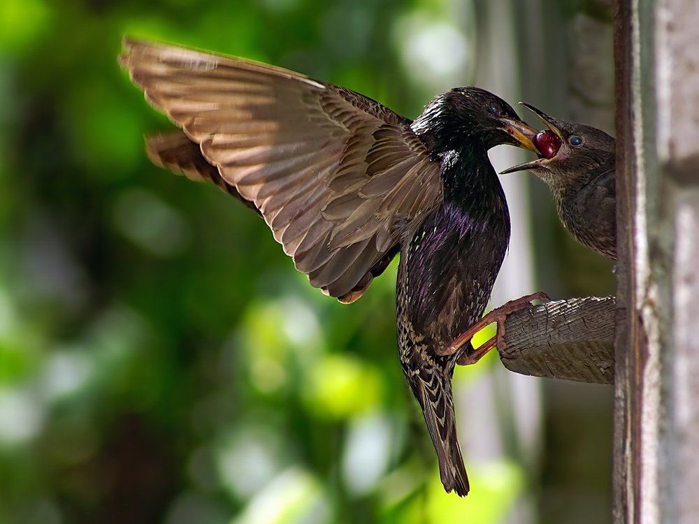 Пернатый нянь