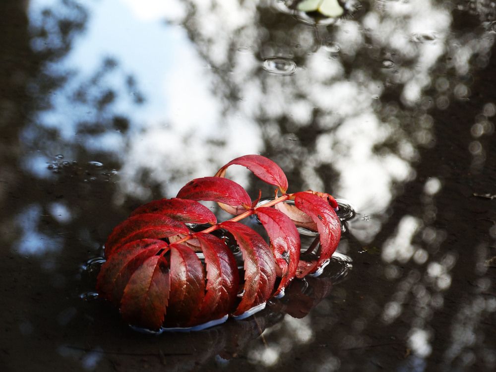 Photograph by Вероника