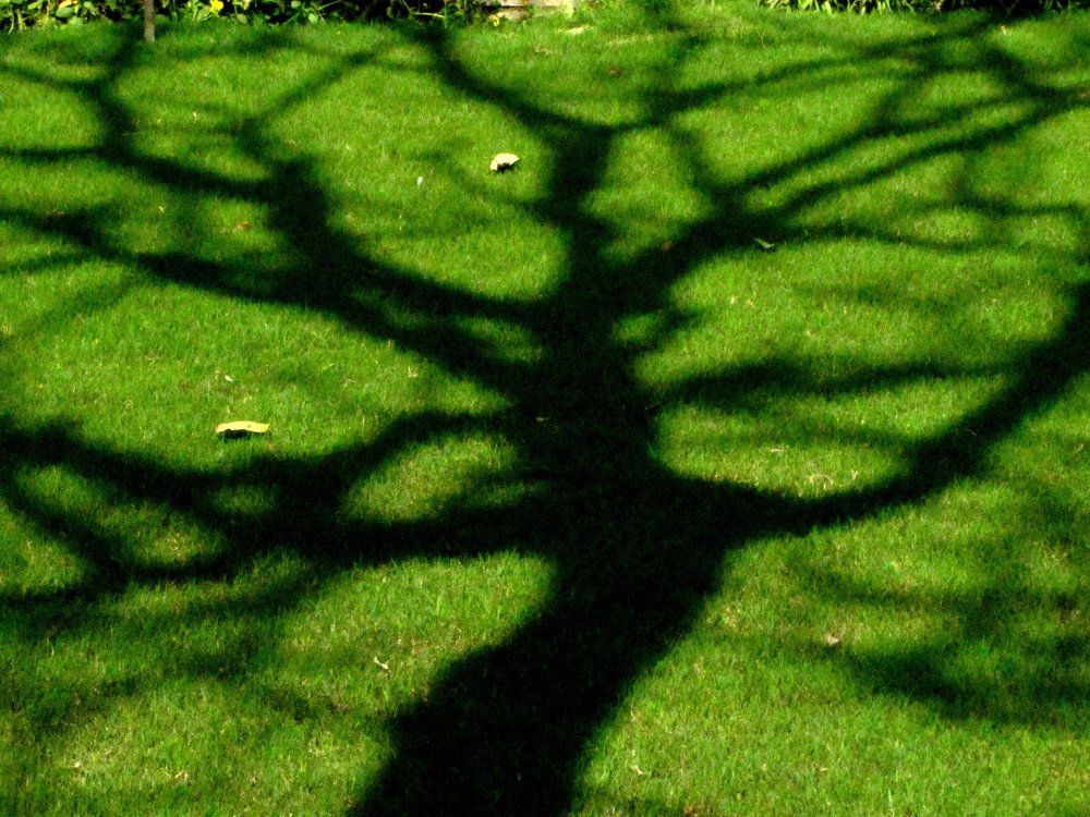 NATURE MYSTIQUE