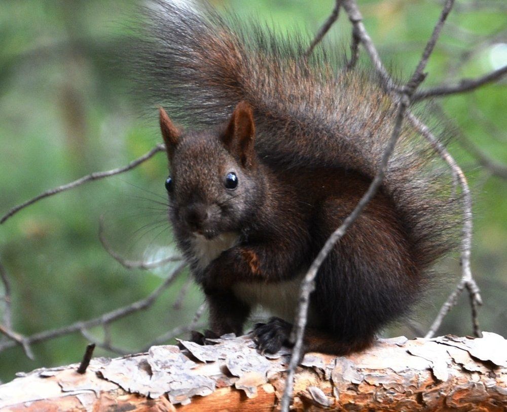 Бельчонок северный