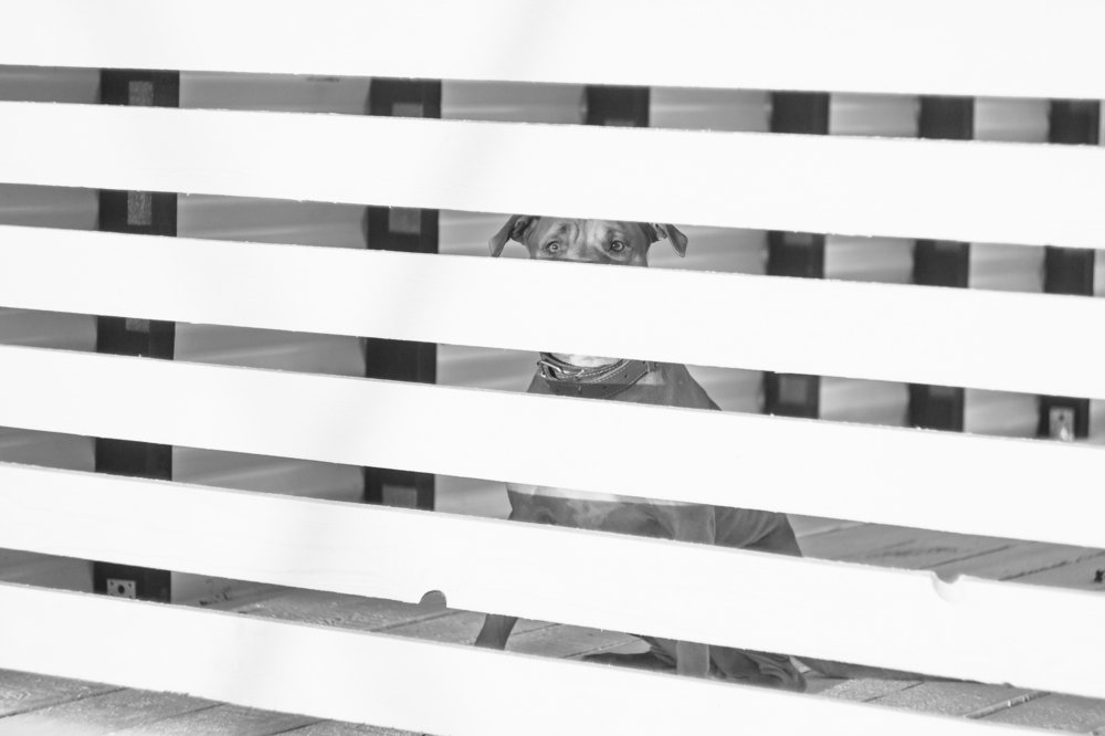 Собака и полосы.