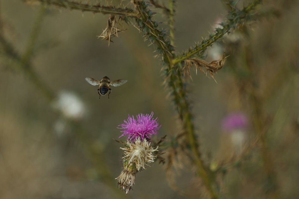 Осенняя пчёлка. Полёт.