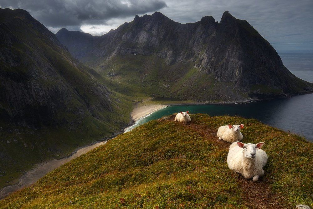 Барашки на горе Ryten