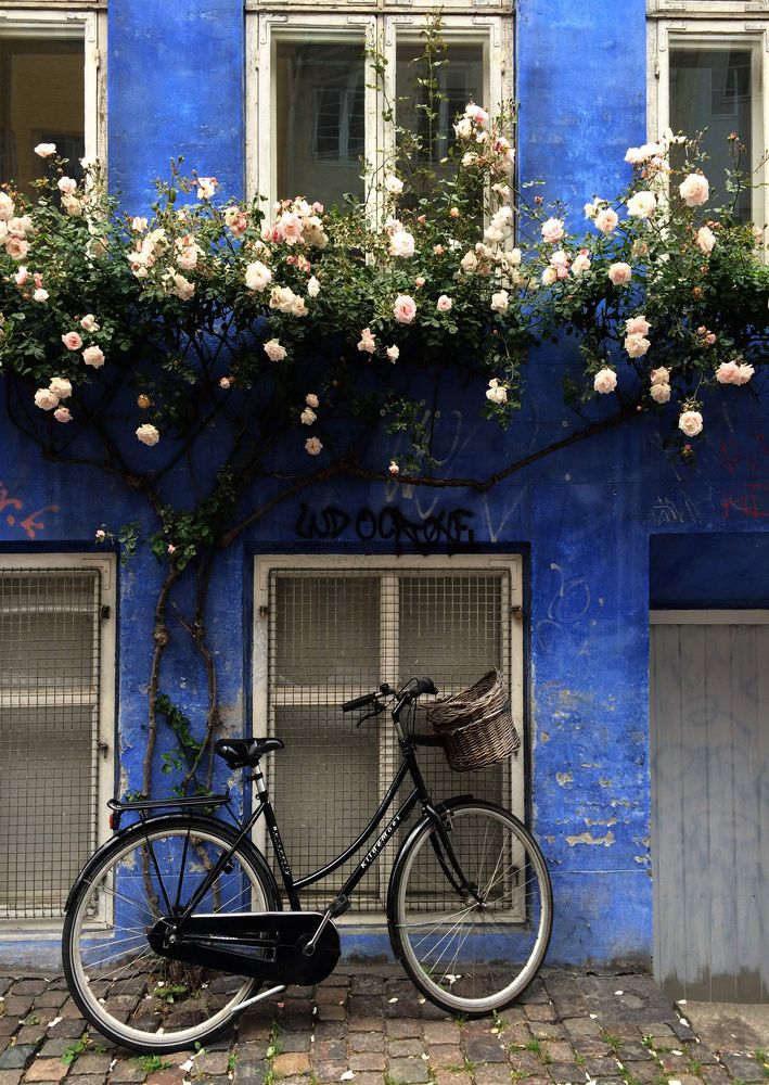 "Розы и синий"