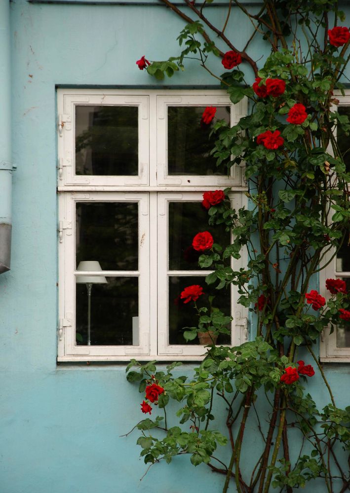 "Окна Копенгагена"