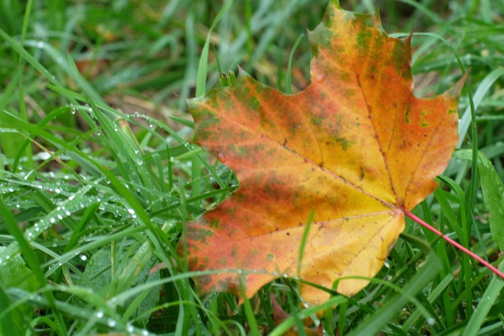 Омытый росою...