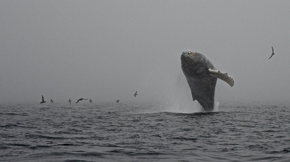 Магия Океана.