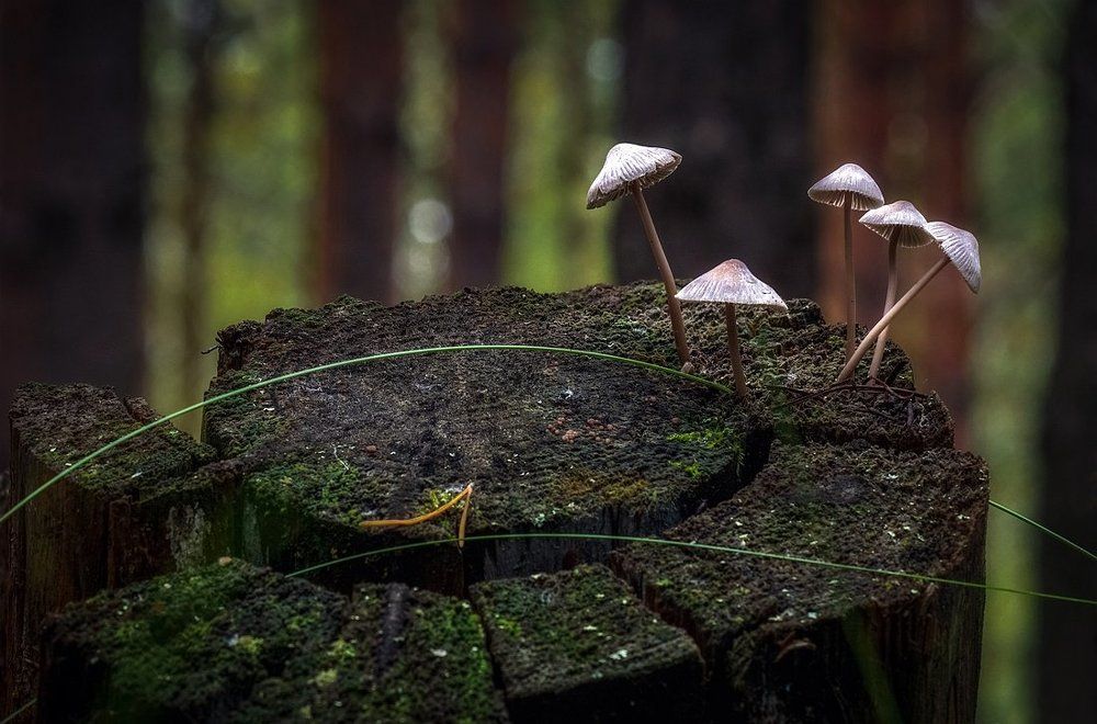 Пять китайцев обсуждают паралельность линий