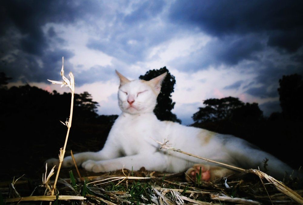 Twilight Cat