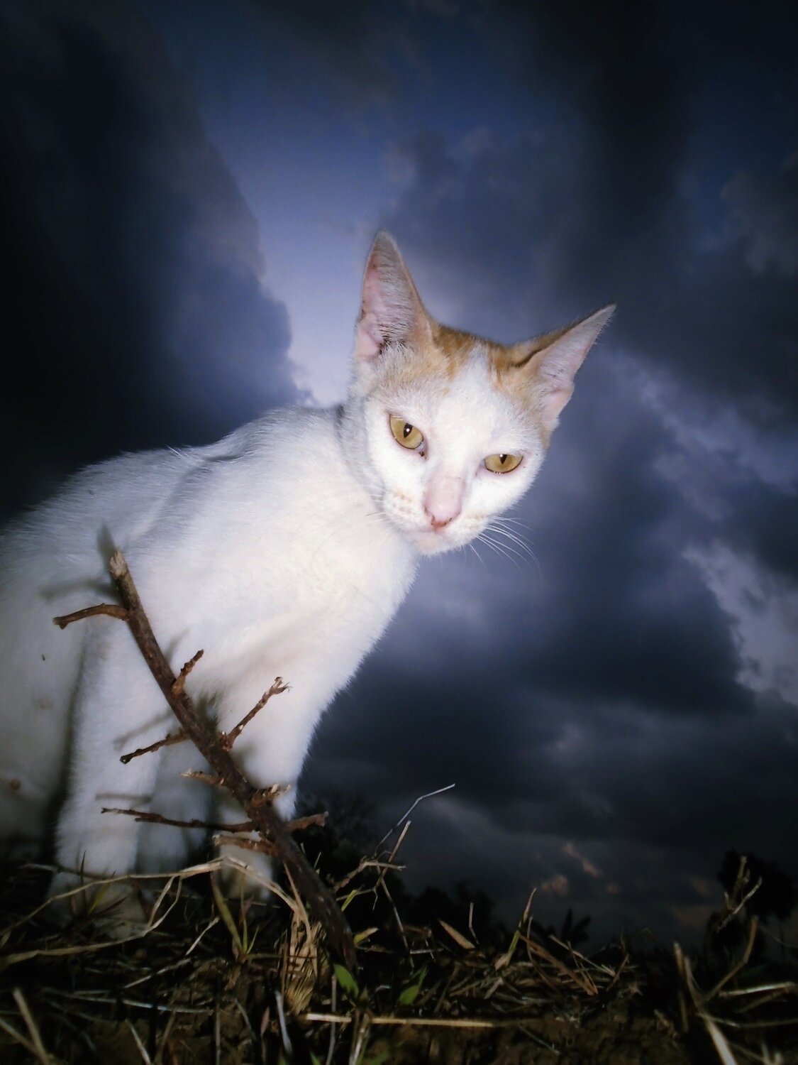 Twilight  Cat 2