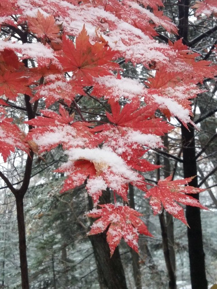 Осень в снегу