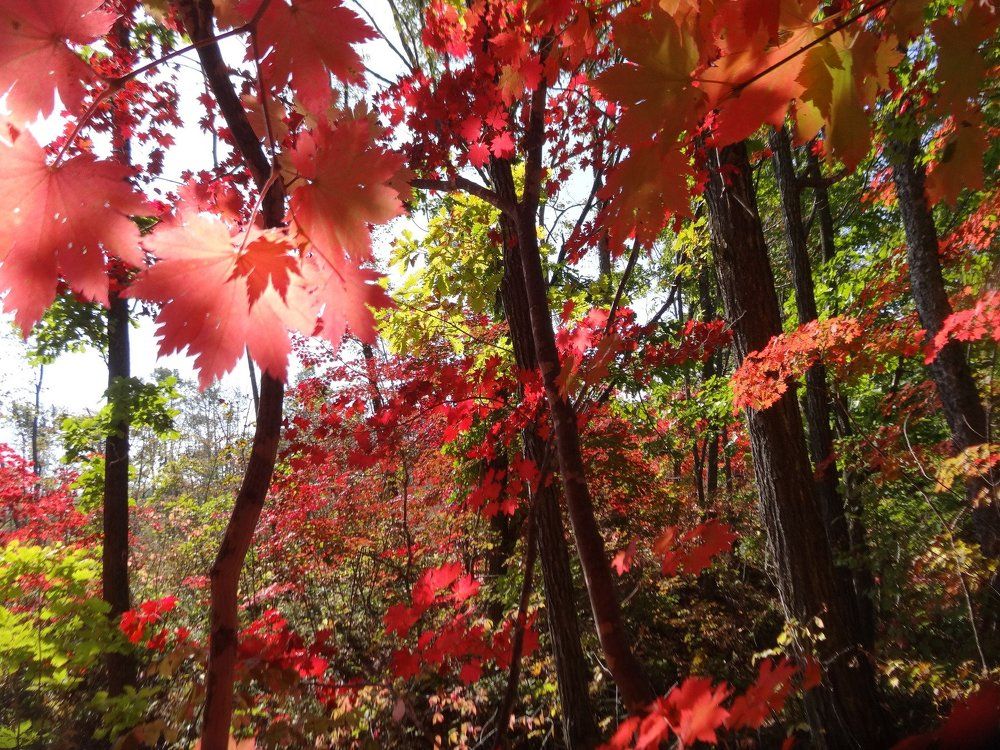 Кленовые грёзы