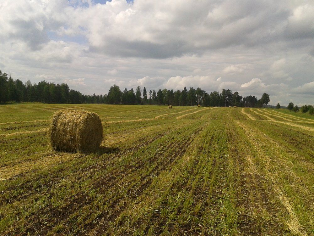 Русское поле