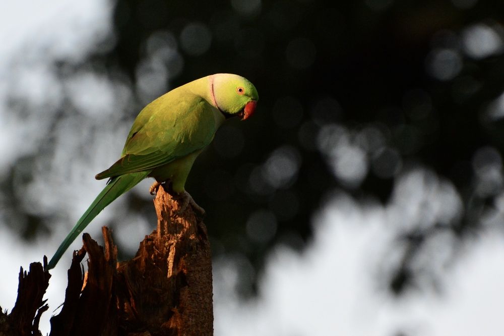 Dawn of the darkness