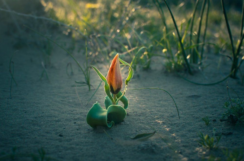 Степной тюльпан