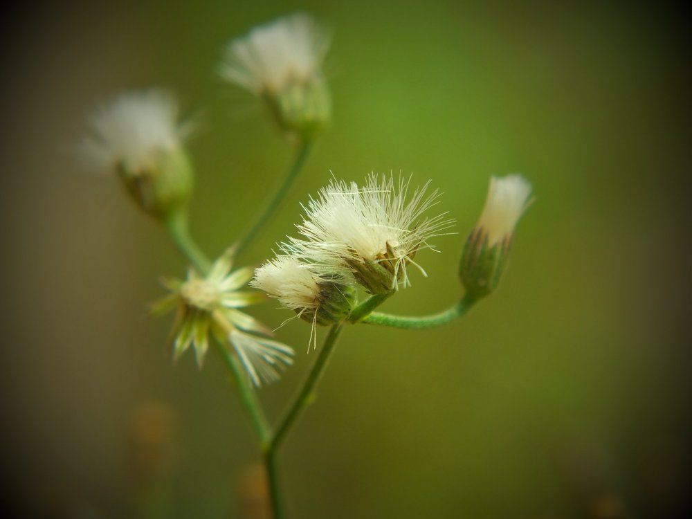 Wild Flower