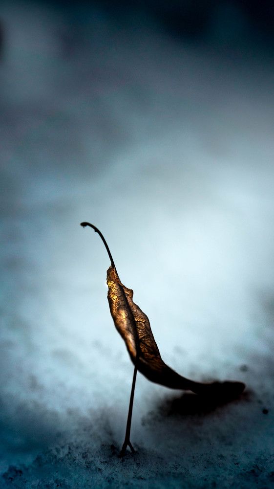 Photograph by Алексей Цветков