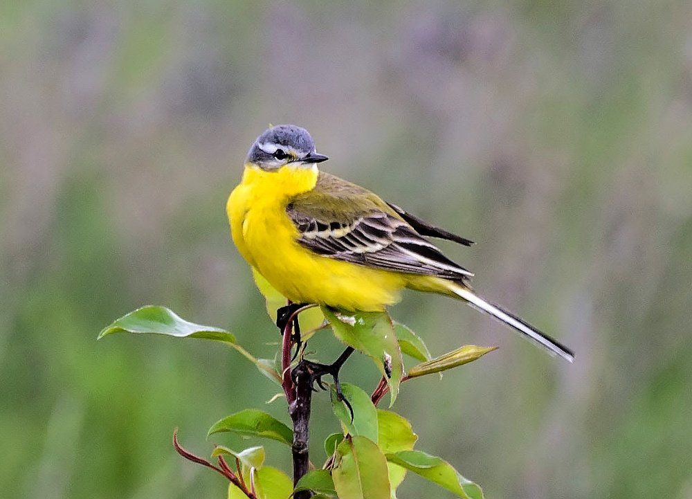 Желтая трясогузка.