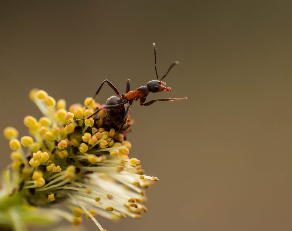 Приветствие