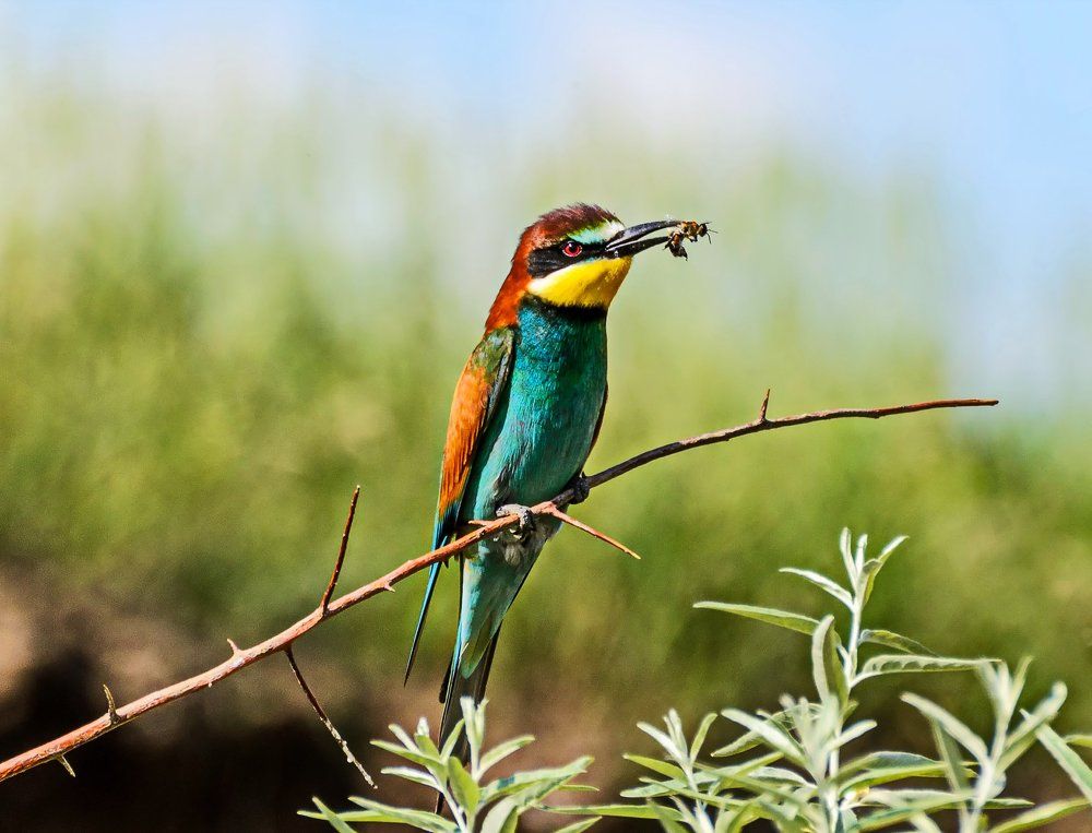 Золотистая щурка (пчелоедка).