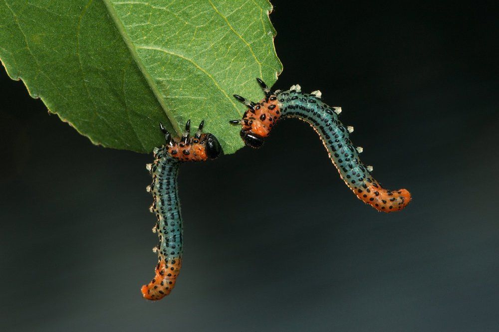 Ужин для двоих