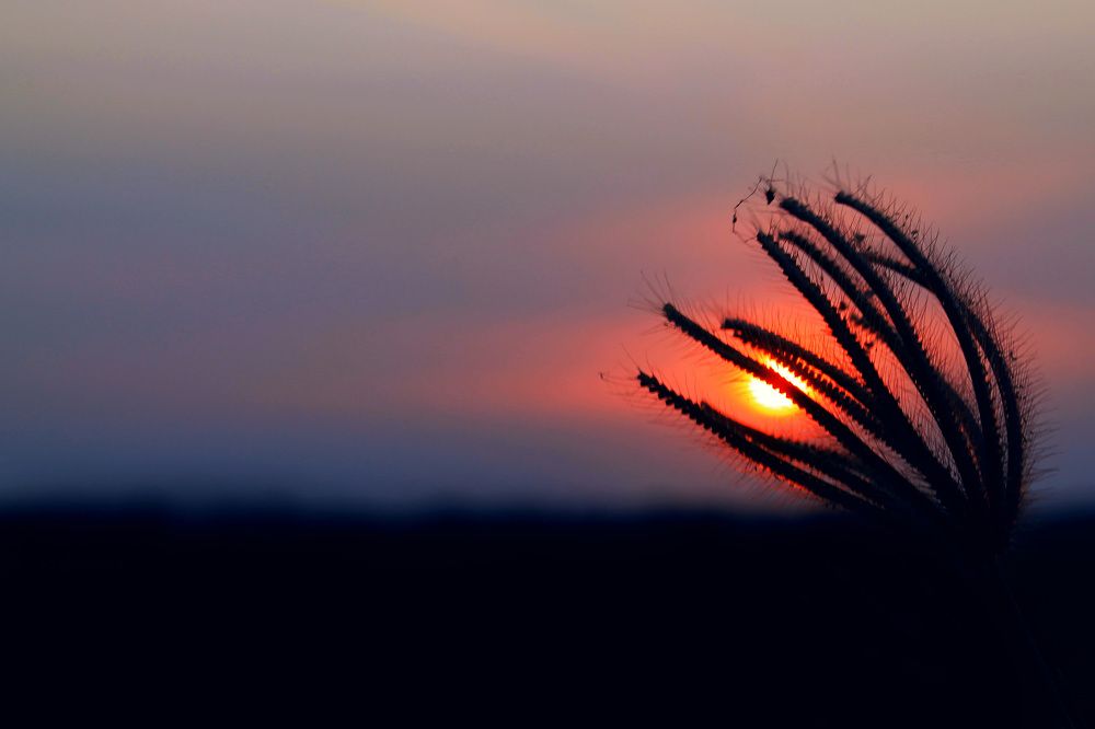 friendliness twilight