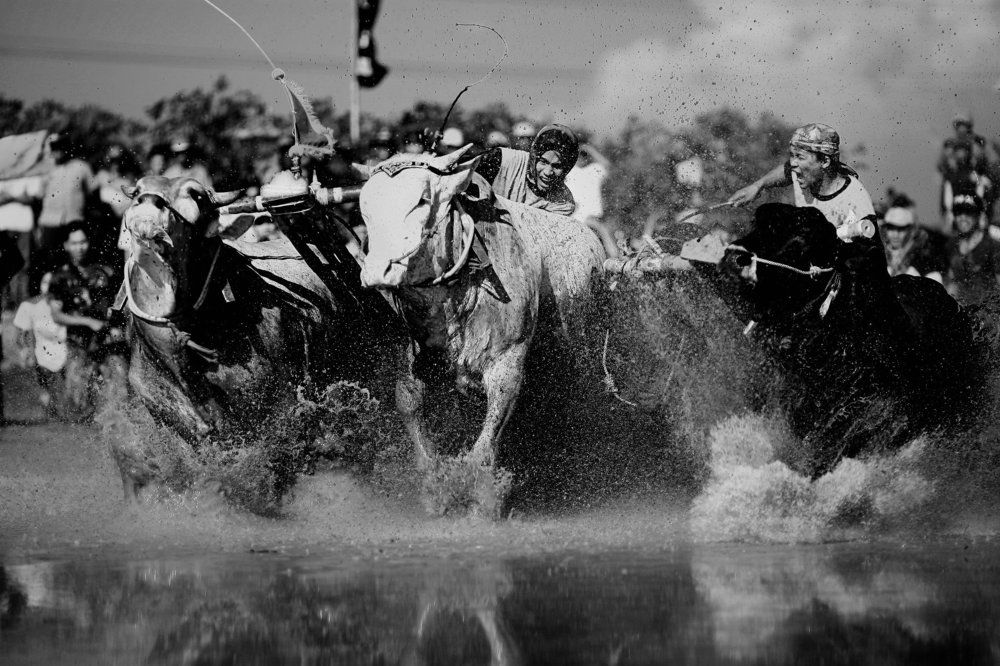 mud cow racing