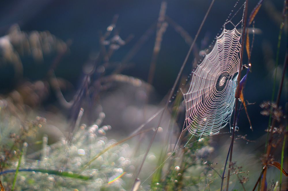 радужный рассвет