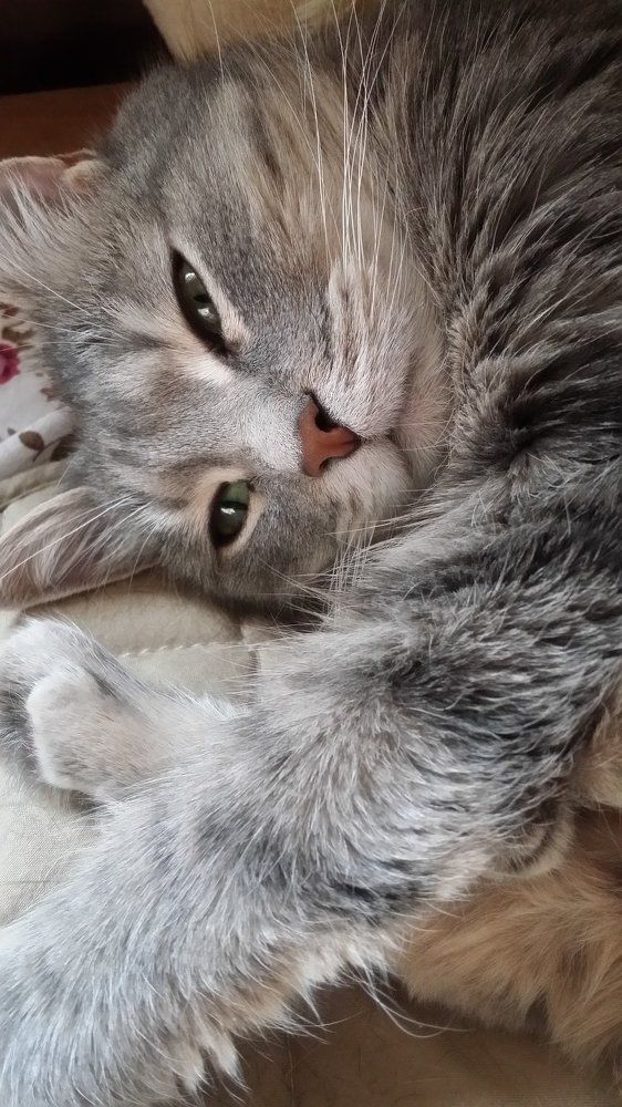 Котя по имени Жуля..