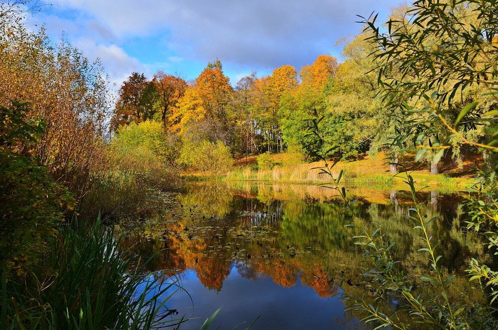 Зарастающий пруд