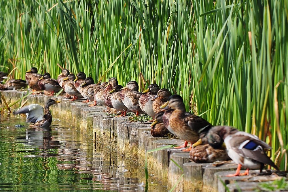 Пернатая комиссия. 6.0-6.0-6.0