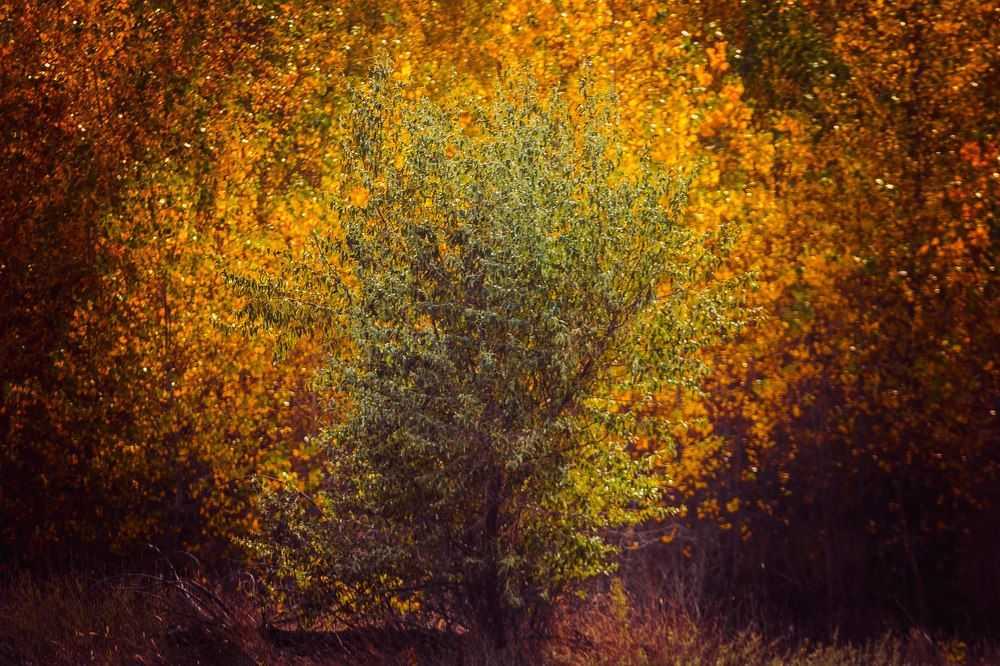 Осень в Волгограде