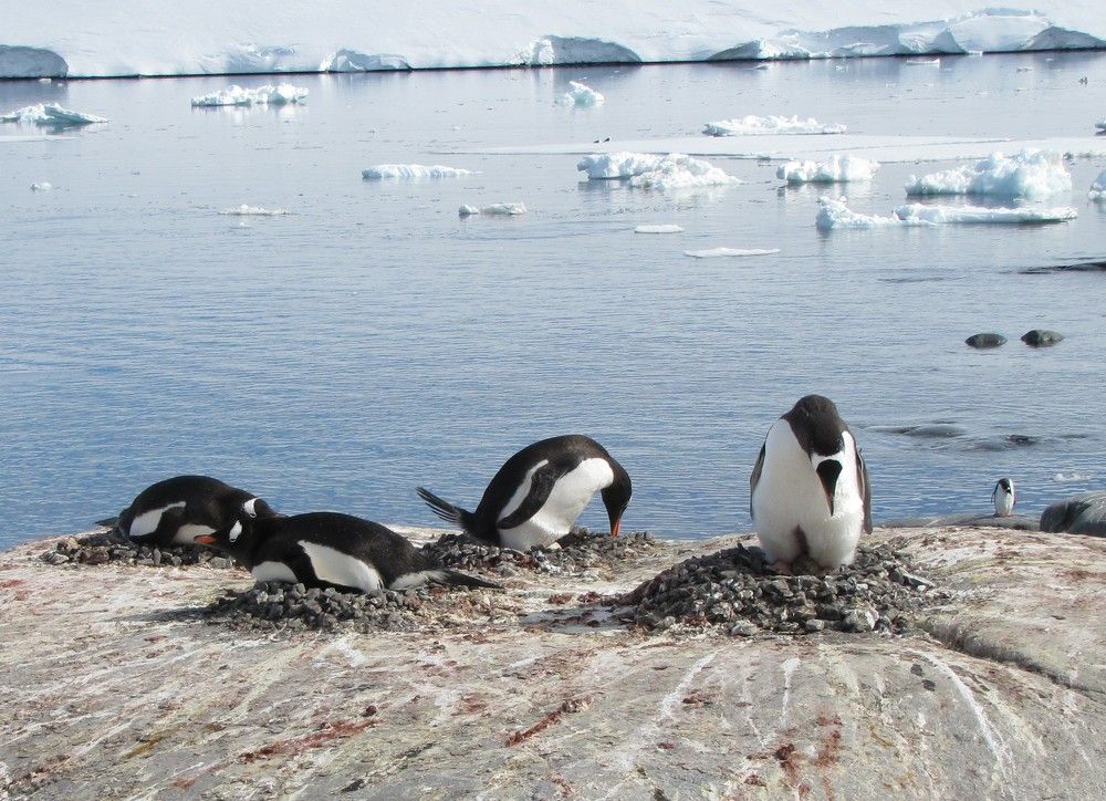 Пингвинятник