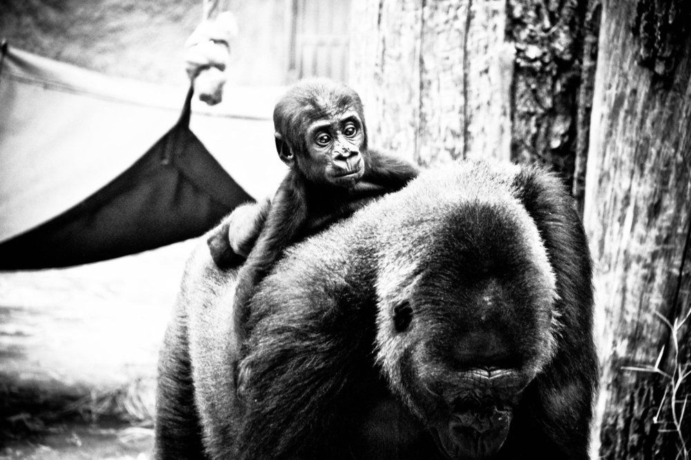 Photograph by IrinaV