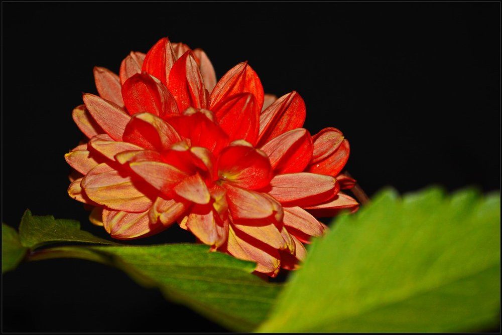 Цветок в ночи.