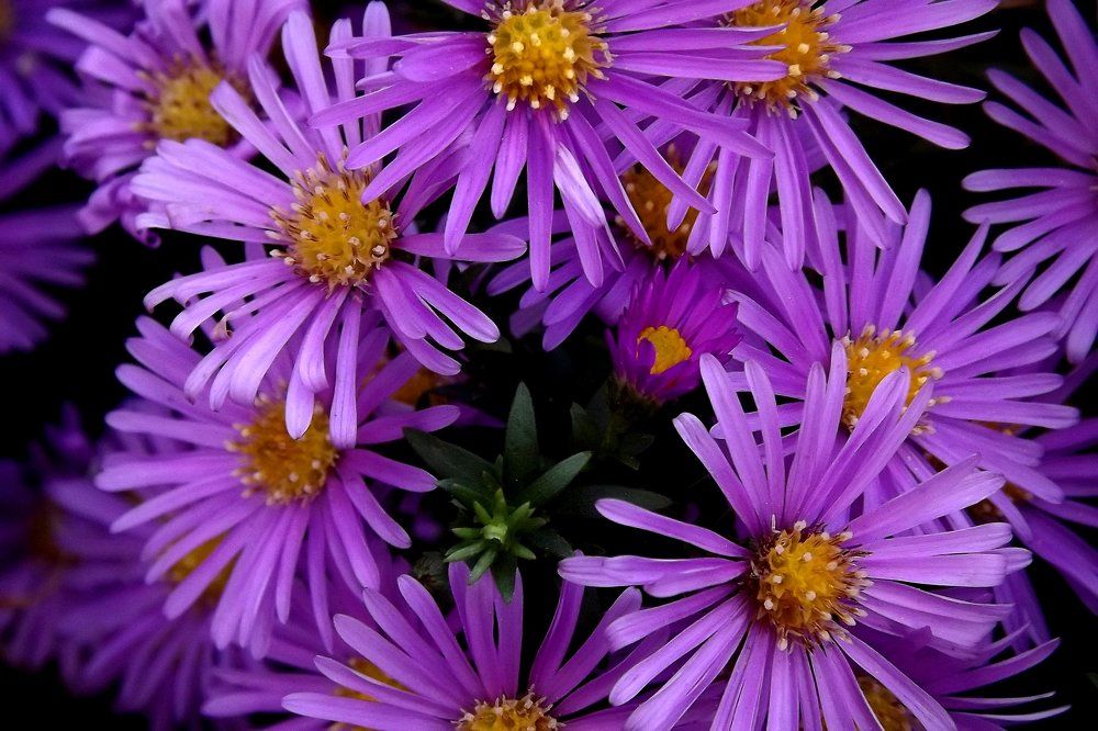 Своя среди чужих