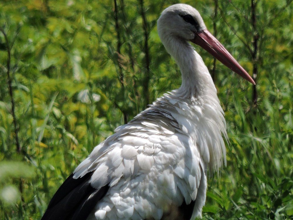 Белокрылый