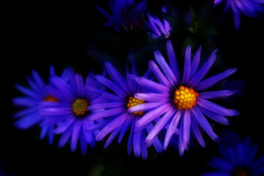 Волшебные цветы