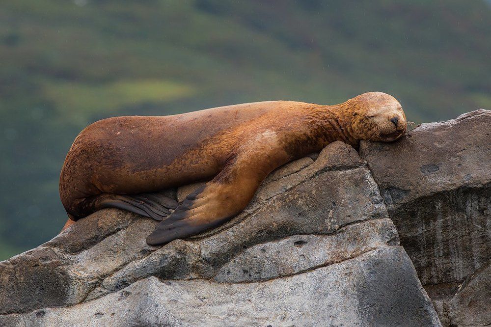 Сладкий сон