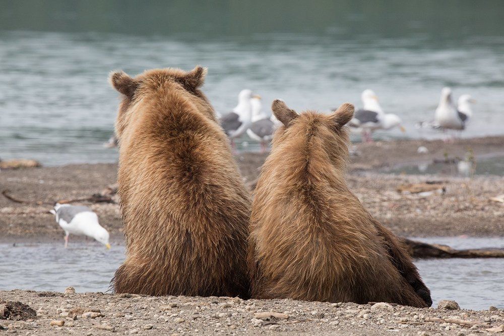 Где рыба брат?