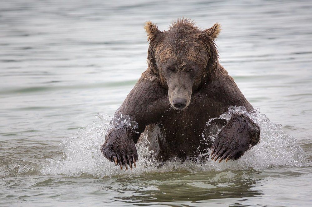 Медвежья рыбалка