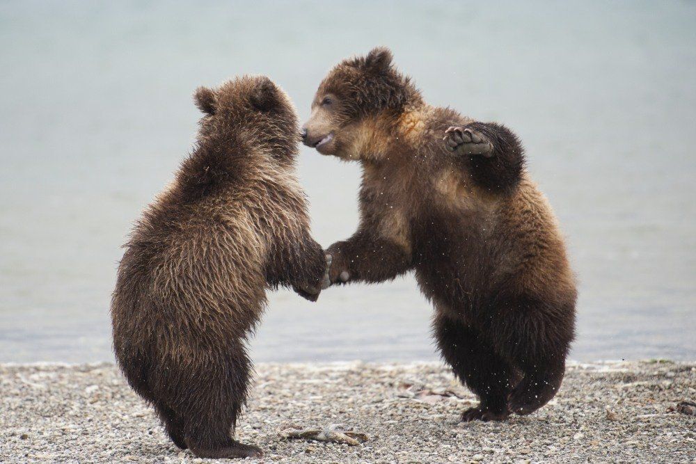 Пляски косолапиков