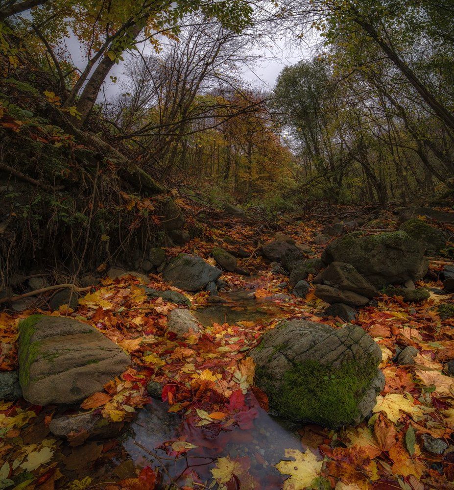 ЦВЕТА ОСЕНИ